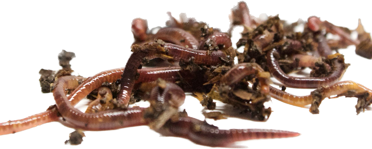 Red Wigglers - Eisenia Fetida - Compost Worms – Vermibec