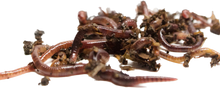 Load image into Gallery viewer, Red Wigglers - Eisenia Fetida - Compost Worms
